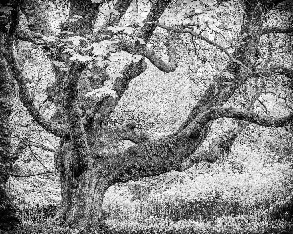 Old Sycamore, Formakin Estate by iqscotland