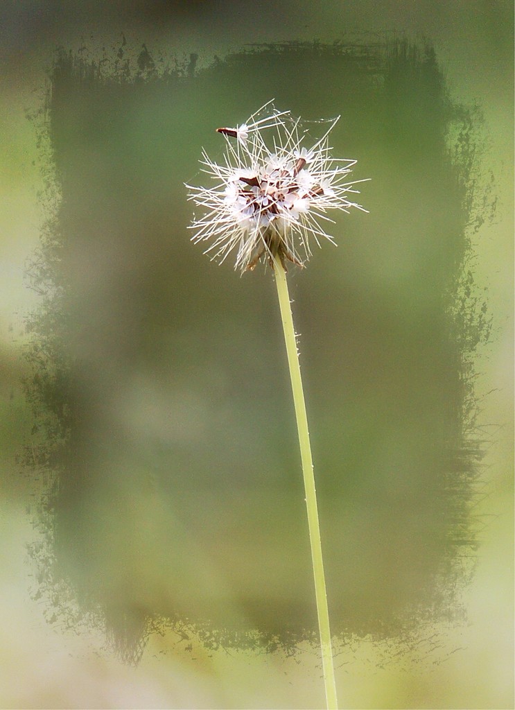 My 8th wildflower find of spring - gone to seed... by marlboromaam
