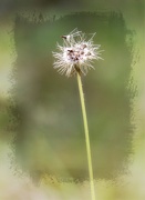 3rd May 2021 - My 8th wildflower find of spring - gone to seed...