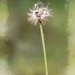My 8th wildflower find of spring - gone to seed... by marlboromaam