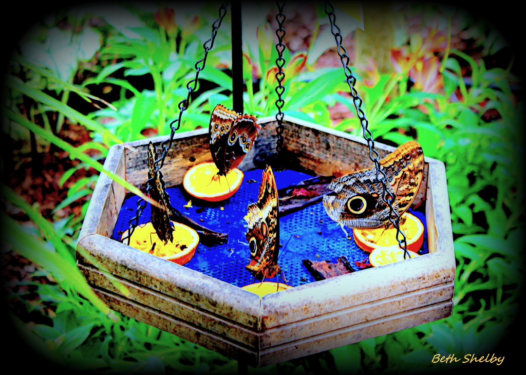 Butterfly Feeder by vernabeth
