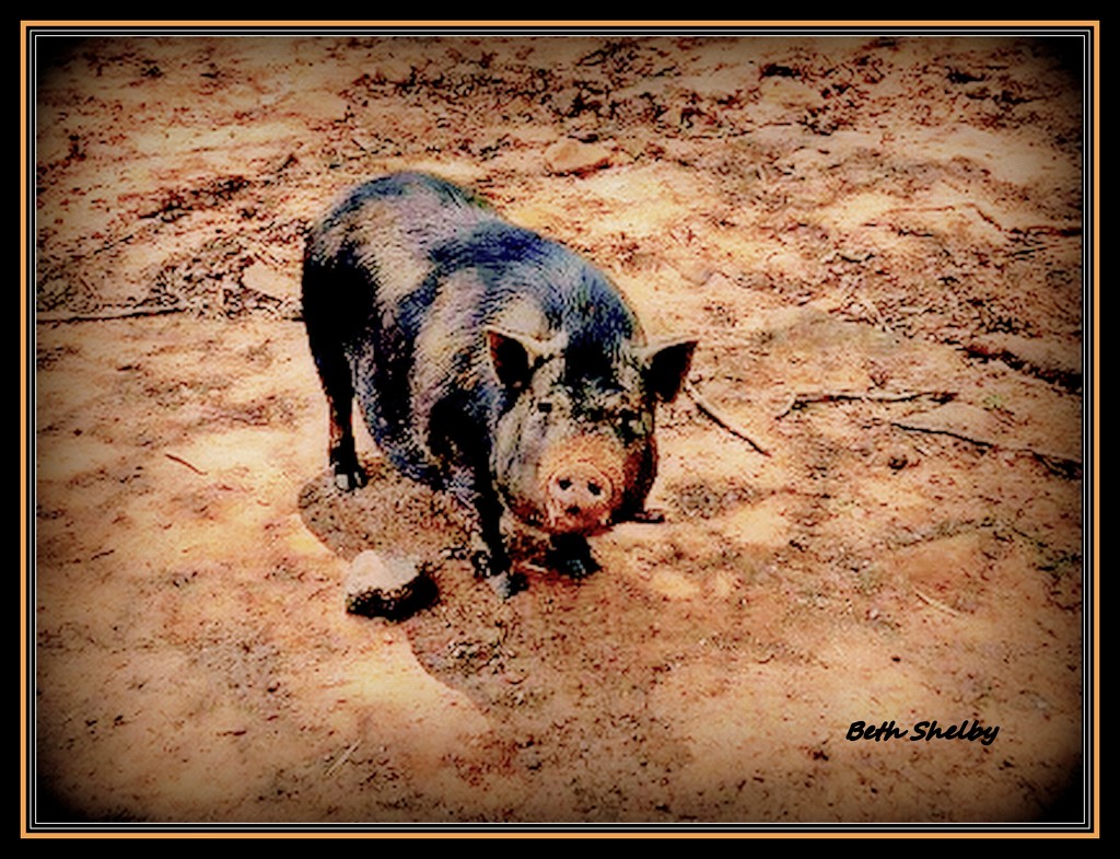 Porky by vernabeth