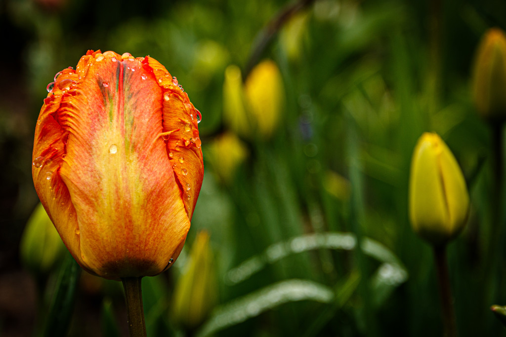 Tulips in the rain by j_kamil