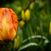 Tulips in the rain by j_kamil
