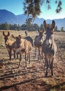 2nd May 2021 - Inquisitive Donkeys 