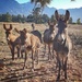 Inquisitive Donkeys  by salza