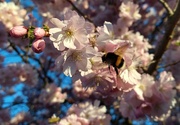 23rd Apr 2021 - The Cherry Blossom Season.