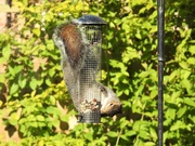 2nd May 2021 - The Squirrels Are Back - Good News!