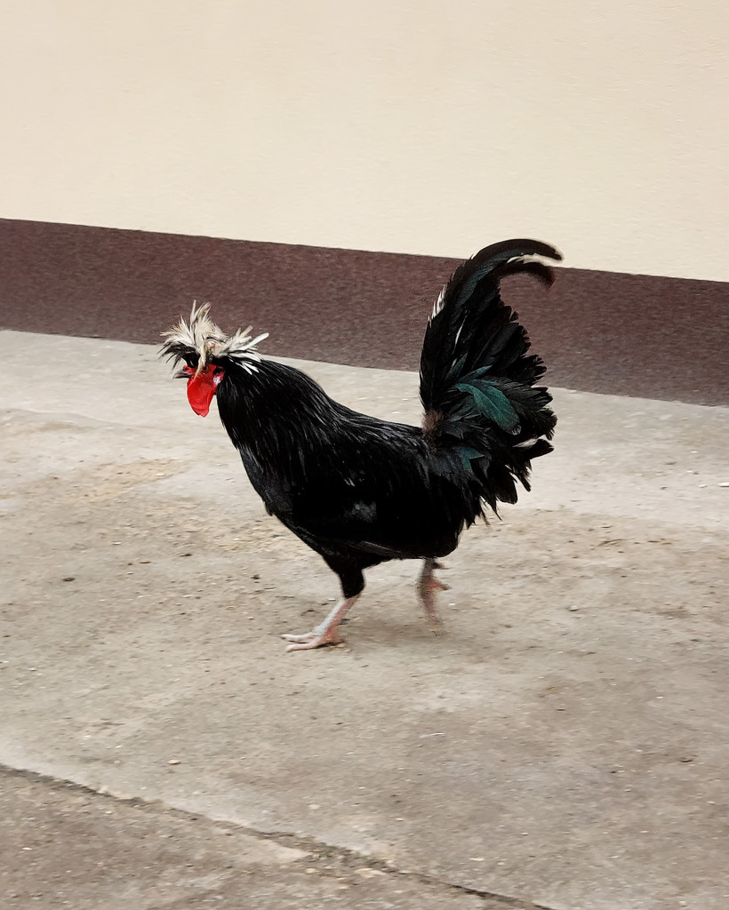 Crazy rooster by nmamaly