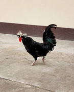 2nd May 2021 - Crazy rooster
