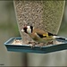Goldfinch  by rosiekind