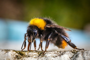 2nd May 2021 - Bumblebee