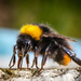 Bumblebee by helstor365