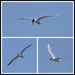 Fast Flying Terns by markandlinda