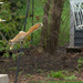 Flying Squirrel? by gardencat