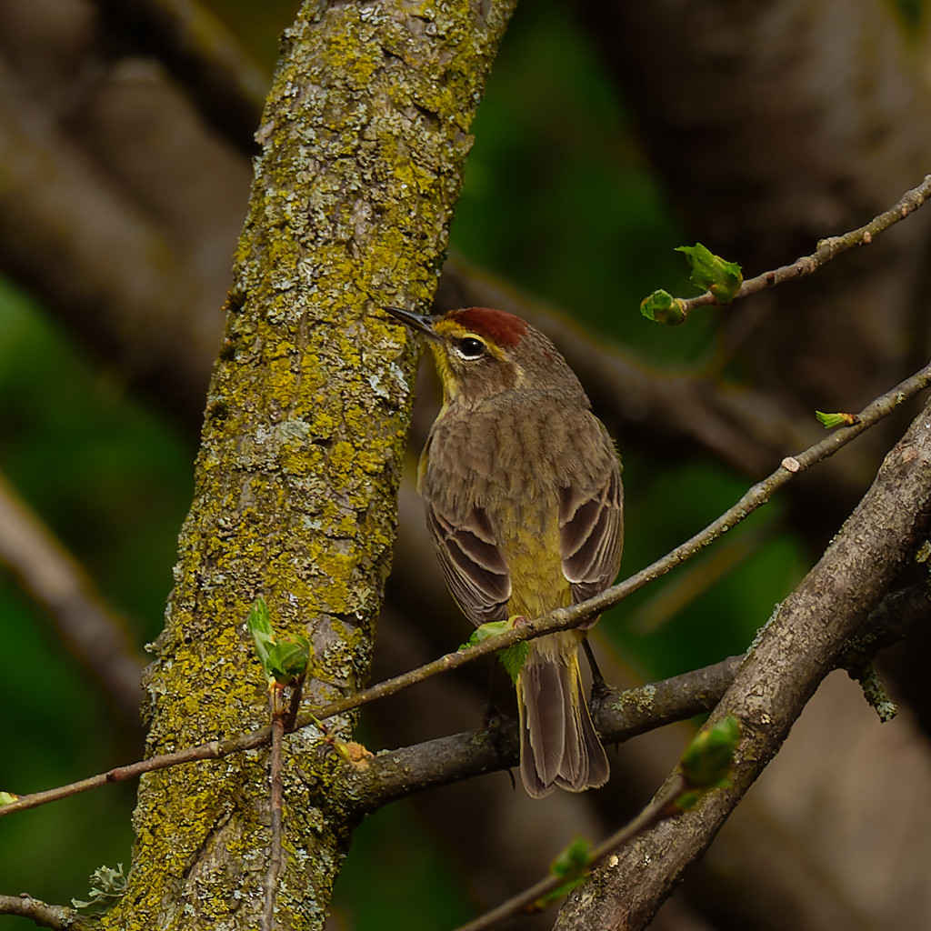 Palm warbler  by rminer