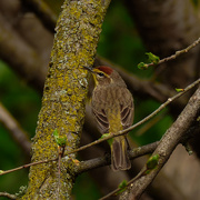 2nd May 2021 - Palm warbler 