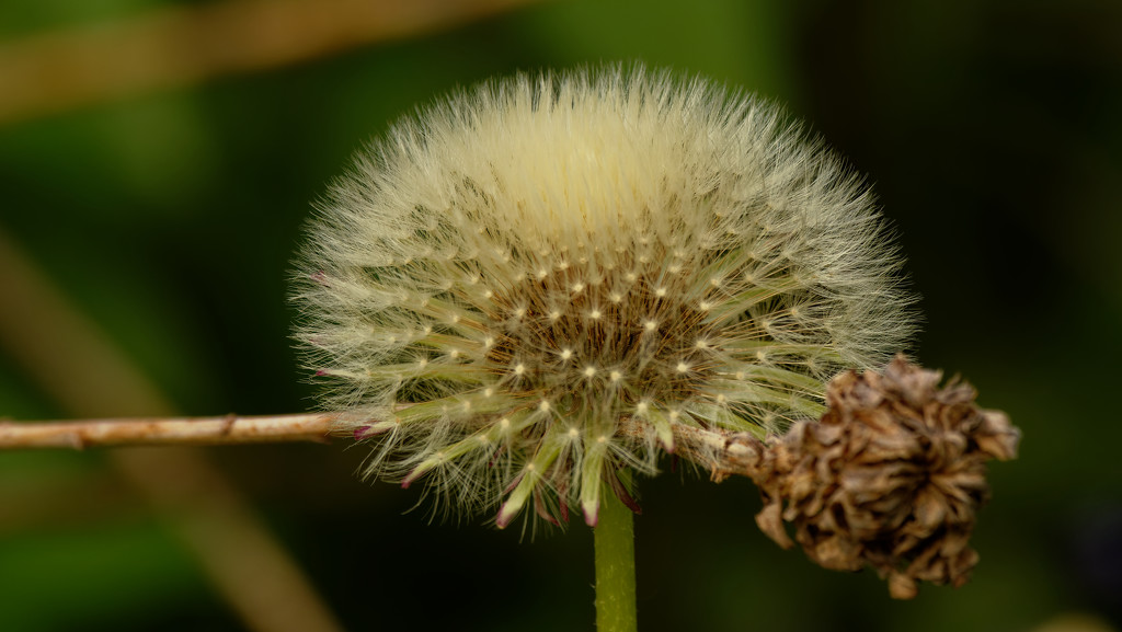 dandelion seeds by rminer