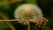 2nd May 2021 - dandelion seeds