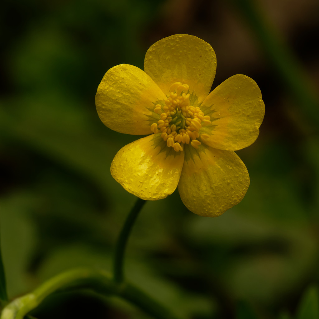 bristly buttercup  by rminer