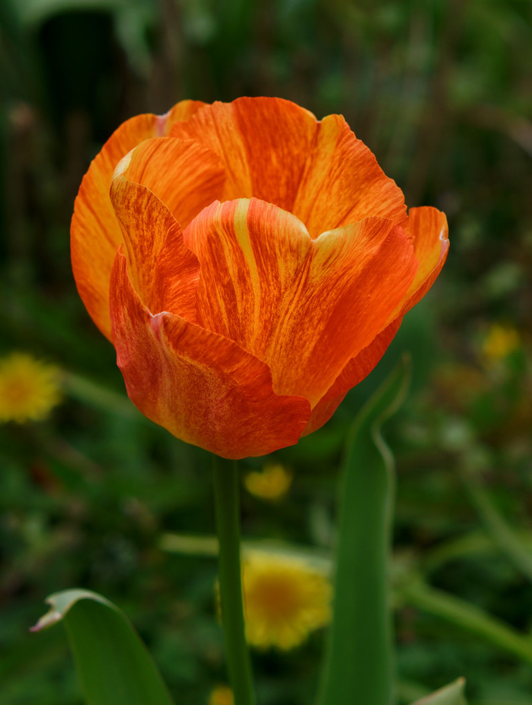 0502 - Tulip. by bob65