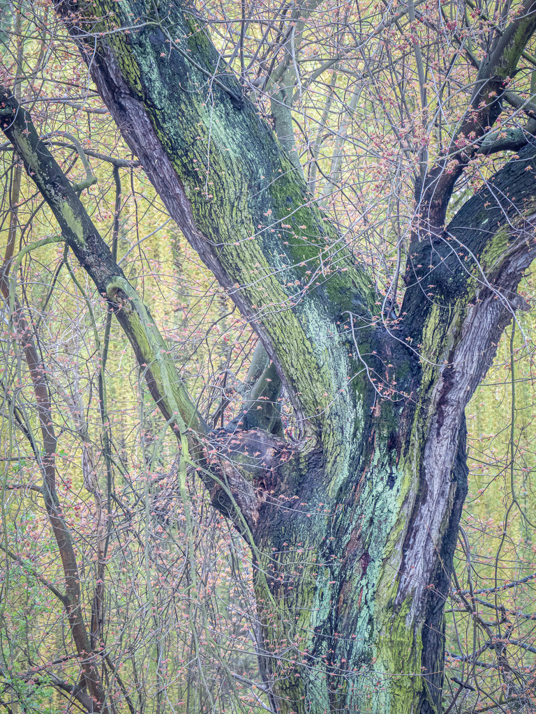 Spring tree trunk  by haskar