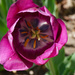 Deep inside a tulip by larrysphotos
