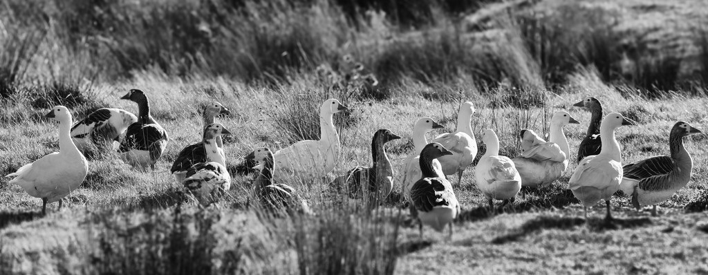 Grassy Gaggle by helenw2