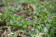 2nd May 2021 - violets...