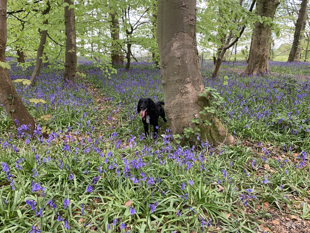 Girl among the bluebells!  by happypat
