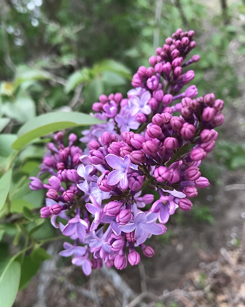 The lilacs are blooming by mjmaven