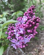 2nd May 2021 - The lilacs are blooming