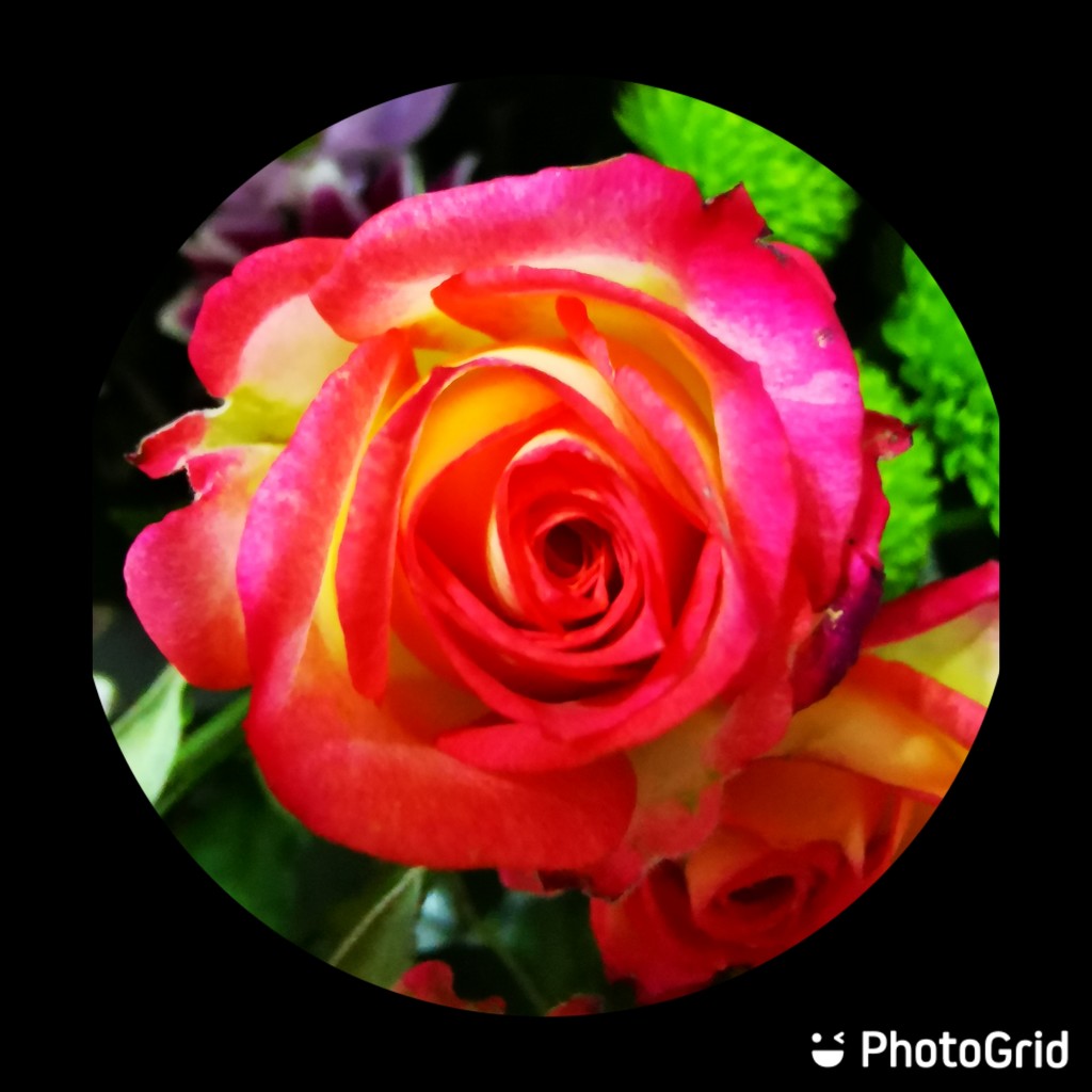 Miniature Rose by plainjaneandnononsense