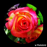 2nd May 2021 - Miniature Rose