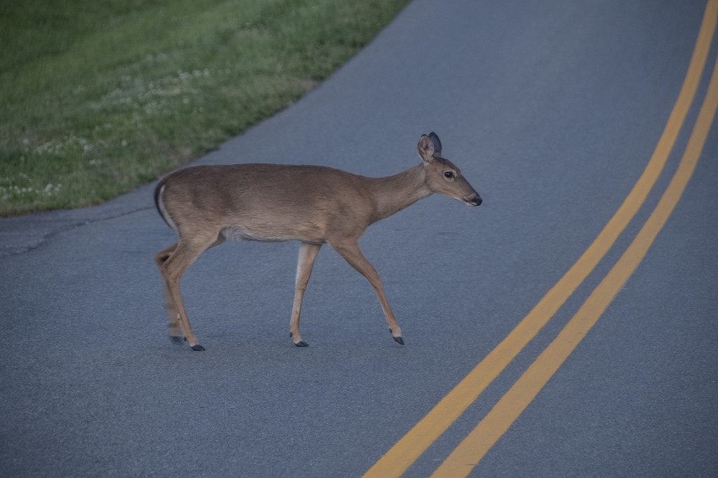 Why Did The Deer Cross The Road? by timerskine
