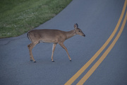 2nd May 2021 - Why Did The Deer Cross The Road?