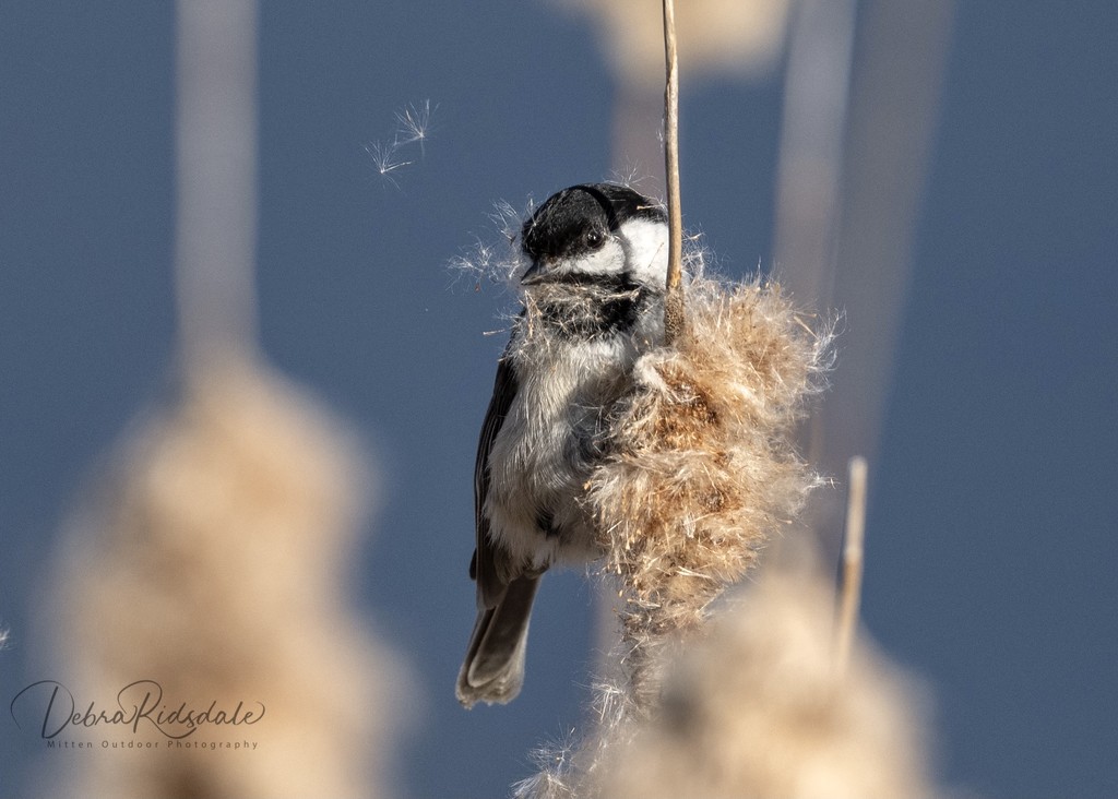 Chickadee tearing up an old cattails  by dridsdale