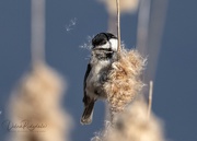 2nd May 2021 - Chickadee tearing up an old cattails 