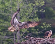 2nd May 2021 - LHG-0087- Ospreys with fish for her