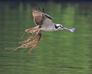 1st May 2021 - LHG-9864- Osprey with Fluff