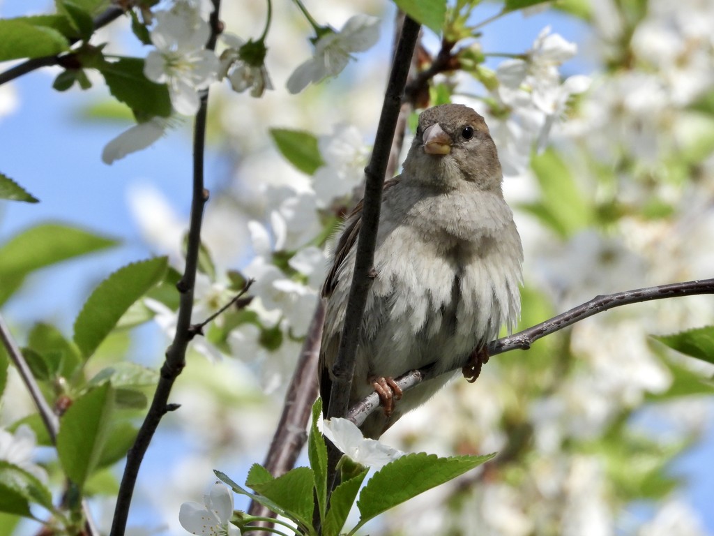 Sparrow in the cherry tree by amyk