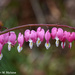 Pink Bleeding Hearts by falcon11