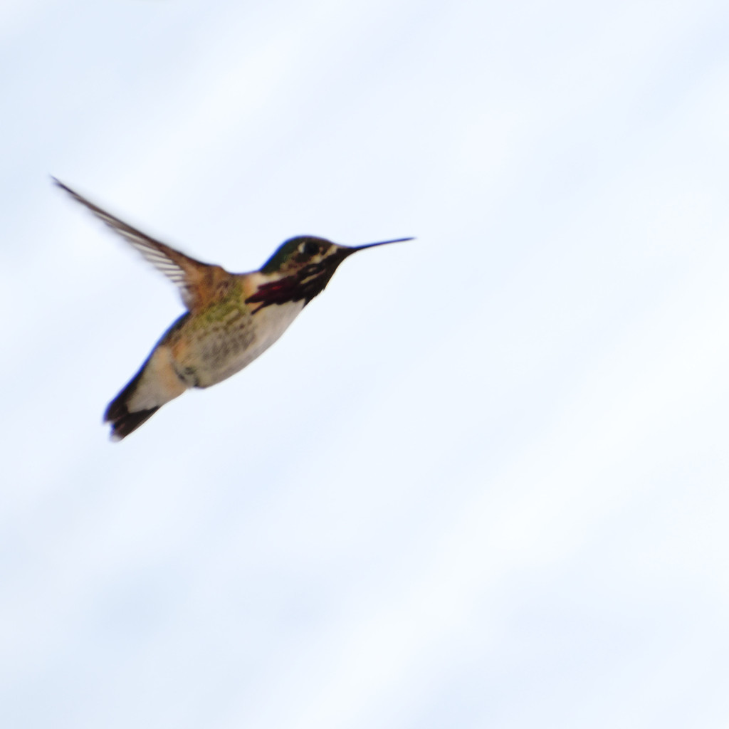 Hummingbird by bjywamer