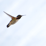 30th Apr 2021 - Hummingbird