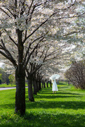 2nd May 2021 - Centennial Park Japanese Cherry Trees