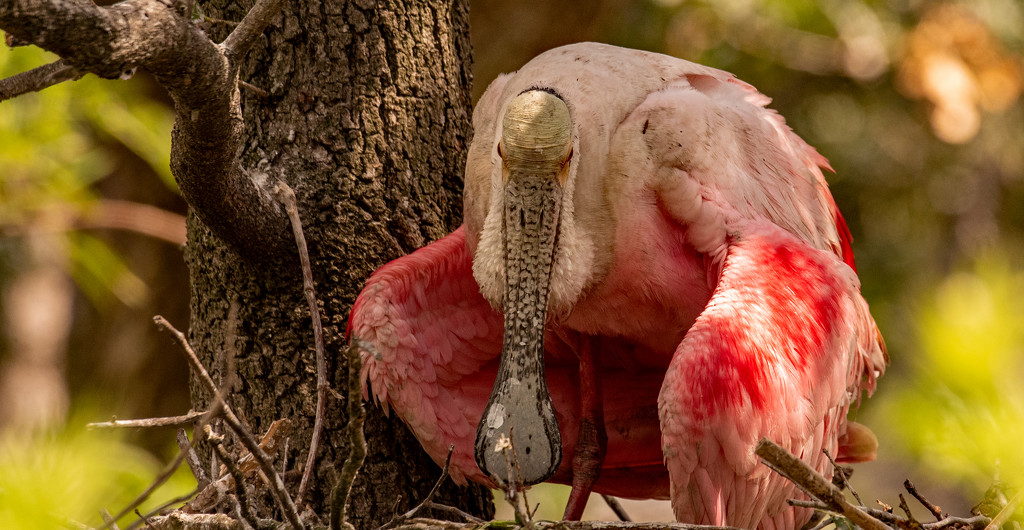 Roseate Spoonbill Covering the Nest! by rickster549