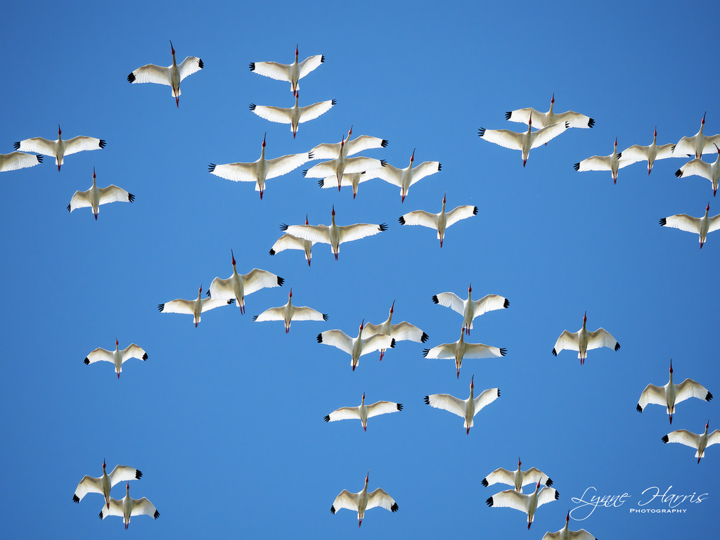 Ibis Flyover by lynne5477