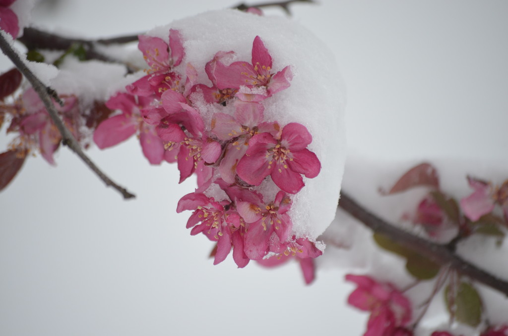 Snow blossom by kdrinkie