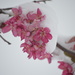 Snow blossom by kdrinkie