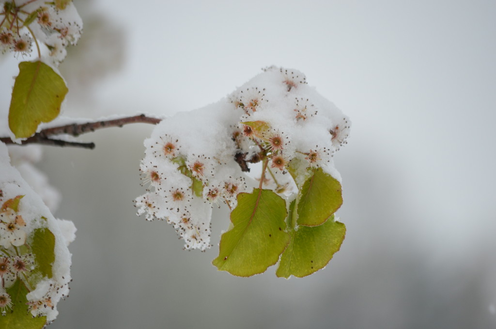 Snow in April! by kdrinkie